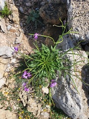 Matthiola tricuspidata