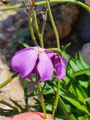 Matthiola tricuspidata
