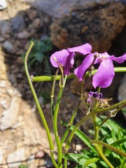 Matthiola tricuspidata