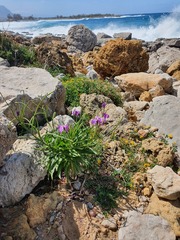 Matthiola tricuspidata