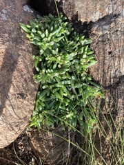 Delosperma carterae