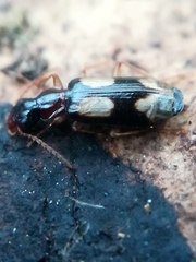 Dromius quadrimaculatus