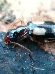 Dromius quadrimaculatus
