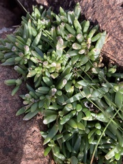 Delosperma carterae