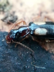 Dromius quadrimaculatus