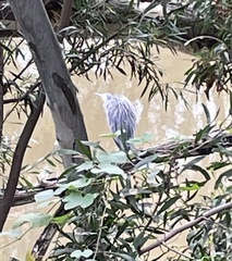 Egretta novaehollandiae