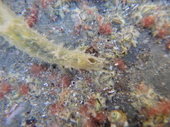 Flabelligera bicolor