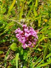 Valeriana tuberosa