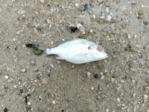 Blue-checked javelinfish (Pomadasys argyreus) — Haemulidae — 4