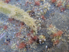 Flabelligera bicolor