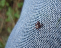 Dermacentor marginatus