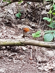 Erithacus rubecula