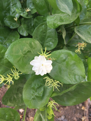 Jasminum sambac