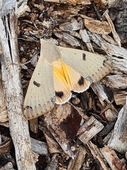 Ophiusa parcemacula