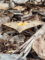 Ophiusa parcemacula