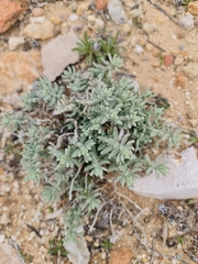 Teucrium vincentinum