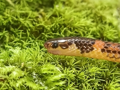 Calamaria pavimentata