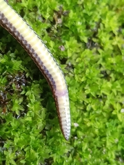 Calamaria pavimentata