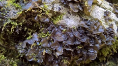 Lathagrium auriforme