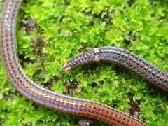 Calamaria pavimentata