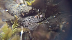 Lathagrium auriforme