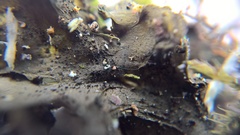 Lathagrium auriforme