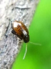 Longitarsus dorsalis