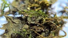 Lathagrium auriforme