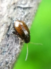 Longitarsus dorsalis