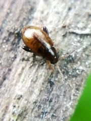 Longitarsus dorsalis