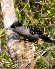 Giant Antshrike photo 3