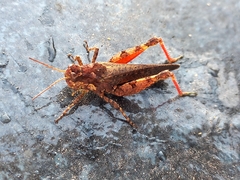 Baeacris