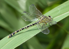 Austrogomphus arbustorum