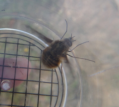 Bombylius fimbriatus