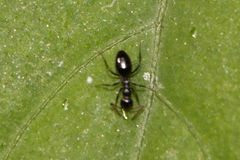 Lepisiota capensis