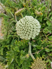 Daucus carota halophilus