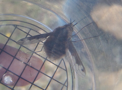Bombylius fimbriatus