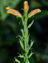 Hansteinia blepharorhachis