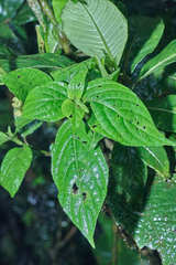 Hansteinia blepharorhachis