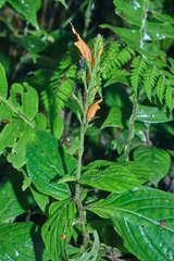 Hansteinia blepharorhachis