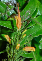 Hansteinia blepharorhachis