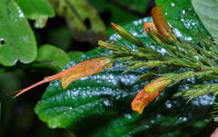 Hansteinia blepharorhachis