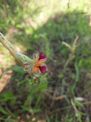 Alysicarpus pubescens vasavadae