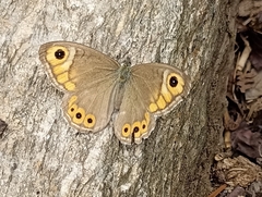 Lasiommata schakra