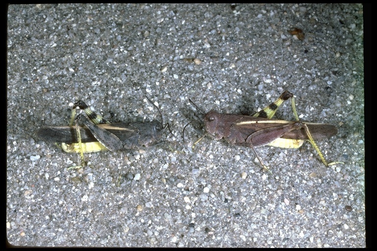 Cratypedes
