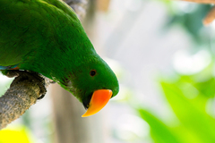 Eclectus roratus