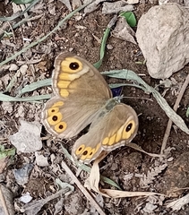 Lasiommata schakra