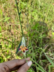 Alysicarpus pubescens vasavadae