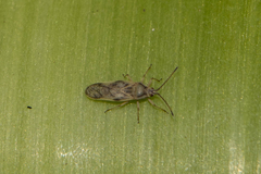 Plerochila australis