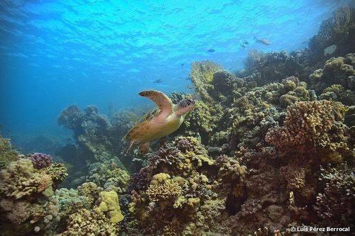 Green Sea Turtle — seen at this dive site